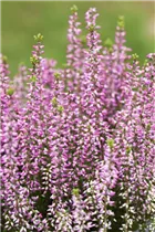 Calluna vulgaris Gardengirls® - Winterharte Knospenheide Gardengirls® Calluna vulgaris Gardengirls® - Winterharte Knospenheide Gardengirls®