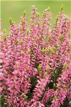 Calluna vulgaris Gardengirls® - Winterharte Knospenheide Gardengirls® Calluna vulgaris Gardengirls® - Winterharte Knospenheide Gardengirls®