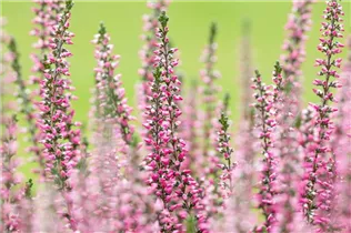 Calluna vulgaris Gardengirls® - Winterharte Knospenheide Gardengirls® Calluna vulgaris Gardengirls® - Winterharte Knospenheide Gardengirls®
