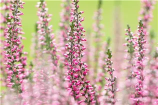 Calluna vulgaris Gardengirls® - Winterharte Knospenheide Gardengirls® Calluna vulgaris Gardengirls® - Winterharte Knospenheide Gardengirls®