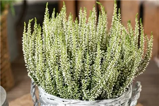 Calluna vulgaris Gardengirls® - Winterharte Knospenheide Gardengirls® Calluna vulgaris Gardengirls® - Winterharte Knospenheide Gardengirls®