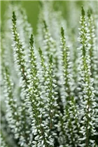 Calluna vulgaris Gardengirls® - Winterharte Knospenheide Gardengirls® Calluna vulgaris Gardengirls® - Winterharte Knospenheide Gardengirls®