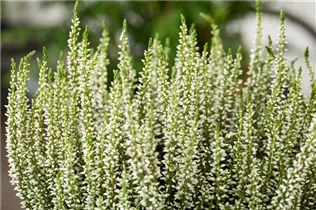 Calluna vulgaris Gardengirls® - Winterharte Knospenheide Gardengirls® Calluna vulgaris Gardengirls® - Winterharte Knospenheide Gardengirls®