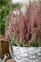 Calluna vulgaris Gardengirls® - Winterharte Knospenheide Gardengirls® Calluna vulgaris Gardengirls® - Winterharte Knospenheide Gardengirls®