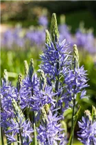 Camassia leichtlinii - Leichtlin-Prärielilie