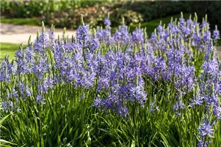 Camassia leichtlinii - Leichtlin-Prärielilie
