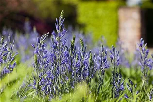 Camassia leichtlinii - Leichtlin-Prärielilie