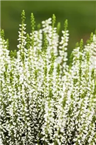 Calluna vulgaris Gardengirls® 'Alicia'(s) - Winterharte Knospenheide Gardengirls® 'Alicia' Calluna vulgaris Gardengirls® 'Alicia'(s) - Winterharte Knospenheide Gardengirls® 'Alicia'