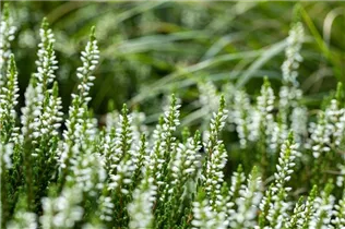Calluna vulgaris Gardengirls® 'Alicia'(s) - Winterharte Knospenheide Gardengirls® 'Alicia' Calluna vulgaris Gardengirls® 'Alicia'(s) - Winterharte Knospenheide Gardengirls® 'Alicia'