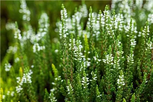 Calluna vulgaris Gardengirls® 'Alicia'(s) - Winterharte Knospenheide Gardengirls® 'Alicia' Calluna vulgaris Gardengirls® 'Alicia'(s) - Winterharte Knospenheide Gardengirls® 'Alicia'