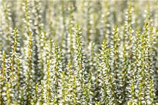 Calluna vulgaris Gardengirls® 'Alicia'(s) - Winterharte Knospenheide Gardengirls® 'Alicia' Calluna vulgaris Gardengirls® 'Alicia'(s) - Winterharte Knospenheide Gardengirls® 'Alicia'