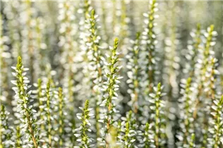 Calluna vulgaris Gardengirls® 'Alicia'(s) - Winterharte Knospenheide Gardengirls® 'Alicia' Calluna vulgaris Gardengirls® 'Alicia'(s) - Winterharte Knospenheide Gardengirls® 'Alicia'