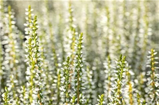 Calluna vulgaris Gardengirls® 'Alicia'(s) - Winterharte Knospenheide Gardengirls® 'Alicia' Calluna vulgaris Gardengirls® 'Alicia'(s) - Winterharte Knospenheide Gardengirls® 'Alicia'