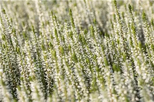 Calluna vulgaris Gardengirls® 'Alicia'(s) - Winterharte Knospenheide Gardengirls® 'Alicia' Calluna vulgaris Gardengirls® 'Alicia'(s) - Winterharte Knospenheide Gardengirls® 'Alicia'