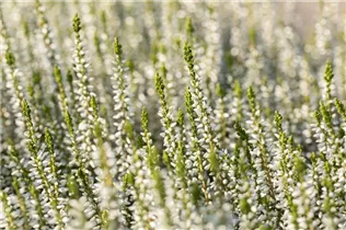 Calluna vulgaris Gardengirls® 'Alicia'(s) - Winterharte Knospenheide Gardengirls® 'Alicia' Calluna vulgaris Gardengirls® 'Alicia'(s) - Winterharte Knospenheide Gardengirls® 'Alicia'