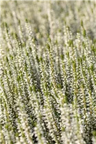 Calluna vulgaris Gardengirls® 'Alicia'(s) - Winterharte Knospenheide Gardengirls® 'Alicia' Calluna vulgaris Gardengirls® 'Alicia'(s) - Winterharte Knospenheide Gardengirls® 'Alicia'