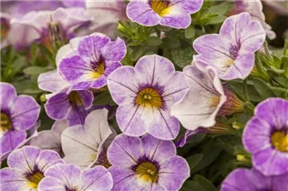 Calibrachoa 'Chameleon'® - Zauberglöckchen 'Chameleon'®