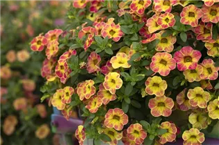 Calibrachoa 'Chameleon'® - Zauberglöckchen 'Chameleon'®
