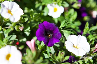 Calibrachoa 'Confetti' - Zauberglöckchen 'Confetti' Calibrachoa 'Confetti' - Zauberglöckchen 'Confetti'