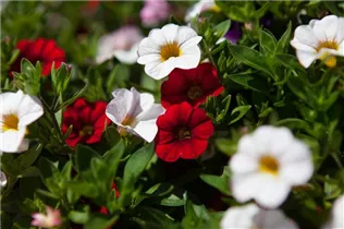 Calibrachoa 'Confetti' - Zauberglöckchen 'Confetti' Calibrachoa 'Confetti' - Zauberglöckchen 'Confetti'