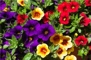 Calibrachoa 'Confetti' - Zauberglöckchen 'Confetti' Calibrachoa 'Confetti' - Zauberglöckchen 'Confetti'