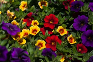 Calibrachoa 'Confetti' - Zauberglöckchen 'Confetti' Calibrachoa 'Confetti' - Zauberglöckchen 'Confetti'