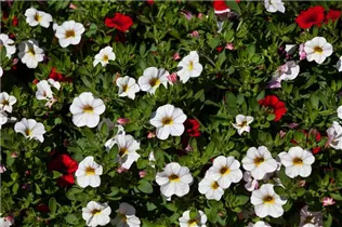 Calibrachoa 'Confetti' - Zauberglöckchen 'Confetti' Calibrachoa 'Confetti' - Zauberglöckchen 'Confetti'