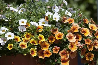 Calibrachoa 'Confetti' - Zauberglöckchen 'Confetti' Calibrachoa 'Confetti' - Zauberglöckchen 'Confetti'