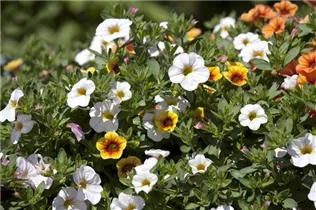 Calibrachoa 'Confetti' - Zauberglöckchen 'Confetti' Calibrachoa 'Confetti' - Zauberglöckchen 'Confetti'