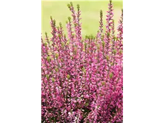 Calluna vulgaris Gardengirls® 'Athene' - Winterharte Knospenheide Gardengirls® 'Athene' Calluna vulgaris Gardengirls® 'Athene' - Winterharte Knospenheide Gardengirls® 'Athene'