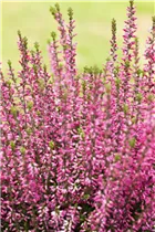 Calluna vulgaris Gardengirls® 'Athene' - Winterharte Knospenheide Gardengirls® 'Athene' Calluna vulgaris Gardengirls® 'Athene' - Winterharte Knospenheide Gardengirls® 'Athene'