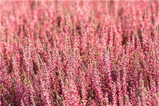 Calluna vulgaris Gardengirls® 'Athene' - Winterharte Knospenheide Gardengirls® 'Athene' Calluna vulgaris Gardengirls® 'Athene' - Winterharte Knospenheide Gardengirls® 'Athene'