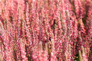 Calluna vulgaris Gardengirls® 'Athene' - Winterharte Knospenheide Gardengirls® 'Athene' Calluna vulgaris Gardengirls® 'Athene' - Winterharte Knospenheide Gardengirls® 'Athene'