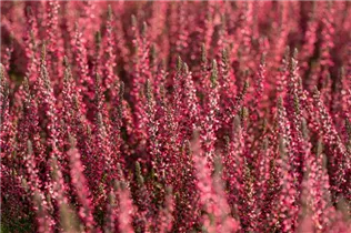 Calluna vulgaris Gardengirls® 'Athene' - Winterharte Knospenheide Gardengirls® 'Athene' Calluna vulgaris Gardengirls® 'Athene' - Winterharte Knospenheide Gardengirls® 'Athene'