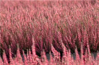 Calluna vulgaris Gardengirls® 'Athene' - Winterharte Knospenheide Gardengirls® 'Athene' Calluna vulgaris Gardengirls® 'Athene' - Winterharte Knospenheide Gardengirls® 'Athene'
