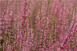 Calluna vulgaris Gardengirls® 'Athene' - Winterharte Knospenheide Gardengirls® 'Athene' Calluna vulgaris Gardengirls® 'Athene' - Winterharte Knospenheide Gardengirls® 'Athene'