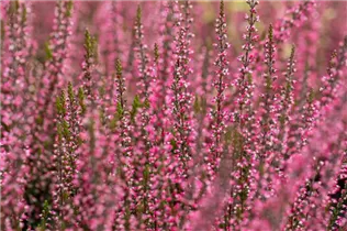 Calluna vulgaris Gardengirls® 'Athene' - Winterharte Knospenheide Gardengirls® 'Athene' Calluna vulgaris Gardengirls® 'Athene' - Winterharte Knospenheide Gardengirls® 'Athene'