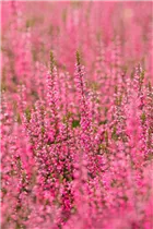 Calluna vulgaris Gardengirls® 'Athene' - Winterharte Knospenheide Gardengirls® 'Athene' Calluna vulgaris Gardengirls® 'Athene' - Winterharte Knospenheide Gardengirls® 'Athene'