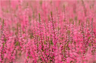 Calluna vulgaris Gardengirls® 'Athene' - Winterharte Knospenheide Gardengirls® 'Athene' Calluna vulgaris Gardengirls® 'Athene' - Winterharte Knospenheide Gardengirls® 'Athene'
