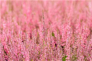 Calluna vulgaris Gardengirls® 'Athene' - Winterharte Knospenheide Gardengirls® 'Athene' Calluna vulgaris Gardengirls® 'Athene' - Winterharte Knospenheide Gardengirls® 'Athene'