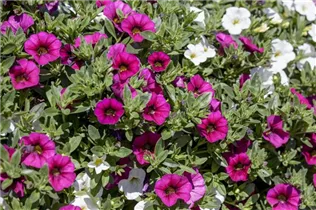 Calibrachoa 'Crazy Einhorn' - Zauberglöckchen 'Crazy Einhorn'