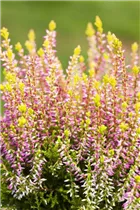 Calluna vulgaris Gardengirls® 'Bonita' - Winterharte Knospenheide Gardengirls® 'Bonita' Calluna vulgaris Gardengirls® 'Bonita' - Winterharte Knospenheide Gardengirls® 'Bonita'