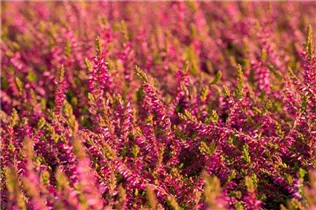 Calluna vulgaris Gardengirls® 'Bonita' - Winterharte Knospenheide Gardengirls® 'Bonita' Calluna vulgaris Gardengirls® 'Bonita' - Winterharte Knospenheide Gardengirls® 'Bonita'