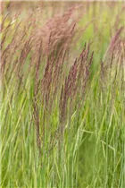 Calamagrostis x acutiflora 'Overdam' - Gestreiftes Reitgras 'Overdam' Calamagrostis x acutiflora 'Overdam' - Gestreiftes Reitgras 'Overdam'