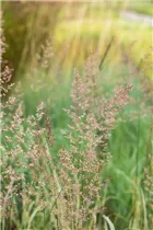 Calamagrostis x acutiflora 'Overdam' - Gestreiftes Reitgras 'Overdam' Calamagrostis x acutiflora 'Overdam' - Gestreiftes Reitgras 'Overdam'
