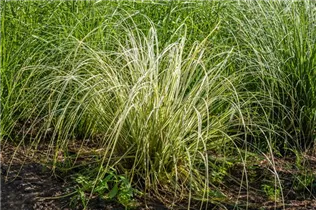 Calamagrostis x acutiflora 'Overdam' - Gestreiftes Reitgras 'Overdam' Calamagrostis x acutiflora 'Overdam' - Gestreiftes Reitgras 'Overdam'