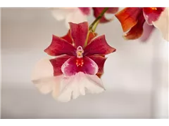 Cambria 'Bartley Schwarz' - Cambria-Orchidee 'Bartley Schwarz' Cambria 'Bartley Schwarz' - Cambria-Orchidee 'Bartley Schwarz'