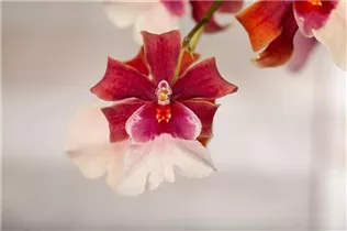 Cambria 'Bartley Schwarz' - Cambria-Orchidee 'Bartley Schwarz' Cambria 'Bartley Schwarz' - Cambria-Orchidee 'Bartley Schwarz'