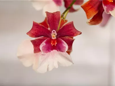 Cambria 'Bartley Schwarz' - Cambria-Orchidee 'Bartley Schwarz' Cambria 'Bartley Schwarz' - Cambria-Orchidee 'Bartley Schwarz'