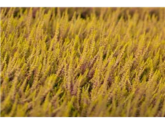 Calluna vulgaris Gardengirls® 'Golden Angie' - Winterharte Knospenheide Gardengirls® 'Golden Angie' Calluna vulgaris Gardengirls® 'Golden Angie' - Winterharte Knospenheide Gardengirls® 'Golden Angie'